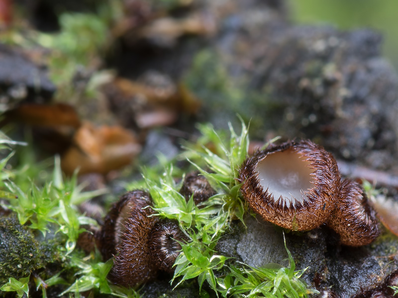 Trichophaea gregaria